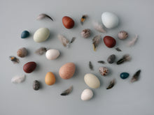 Load image into Gallery viewer, MOON PICNIC A Dozen Bird Eggs
