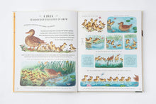 Load image into Gallery viewer, Slow Down: Bring Calm to a Busy World with 50 Nature Stories
