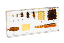 Load image into Gallery viewer, Honeybee Life Cycle Block